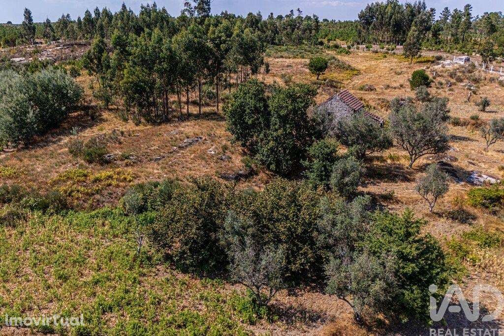 Quinta T4 em Moimenta de Maceira Dão e Lobelhe do Mato de 30000,00 m2 - Grande imagem: 5/24