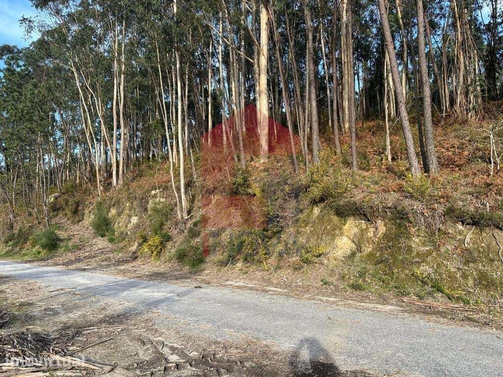 Terreno florestal, Oriz Sta Marinha - Grande imagem: 2/39
