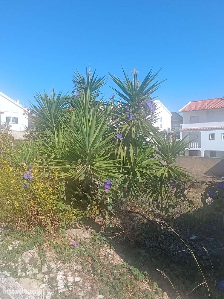 Terreno Urbano 308 m² – Quintinhas, Charneca da Caparica - Grande imagem: 3/6
