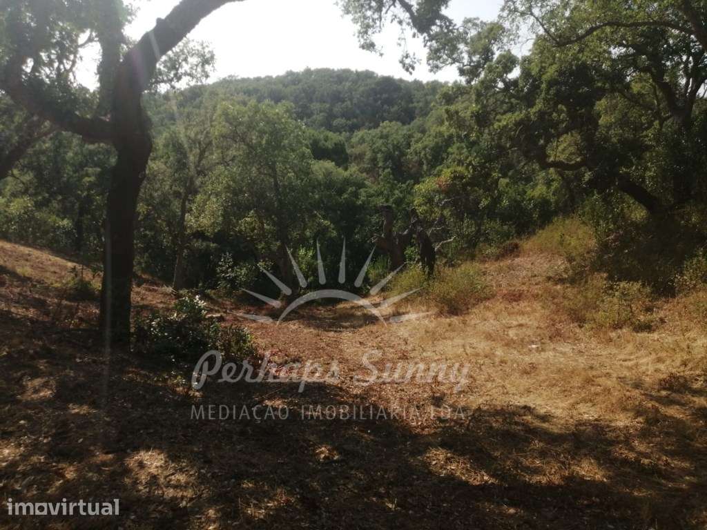 Terreno Misto - 9,975 Hectares - Grande imagem: 2/6
