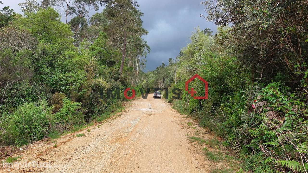 Terra de Mato com Oliveiras e Azinheiras - Grande imagem: 5/5