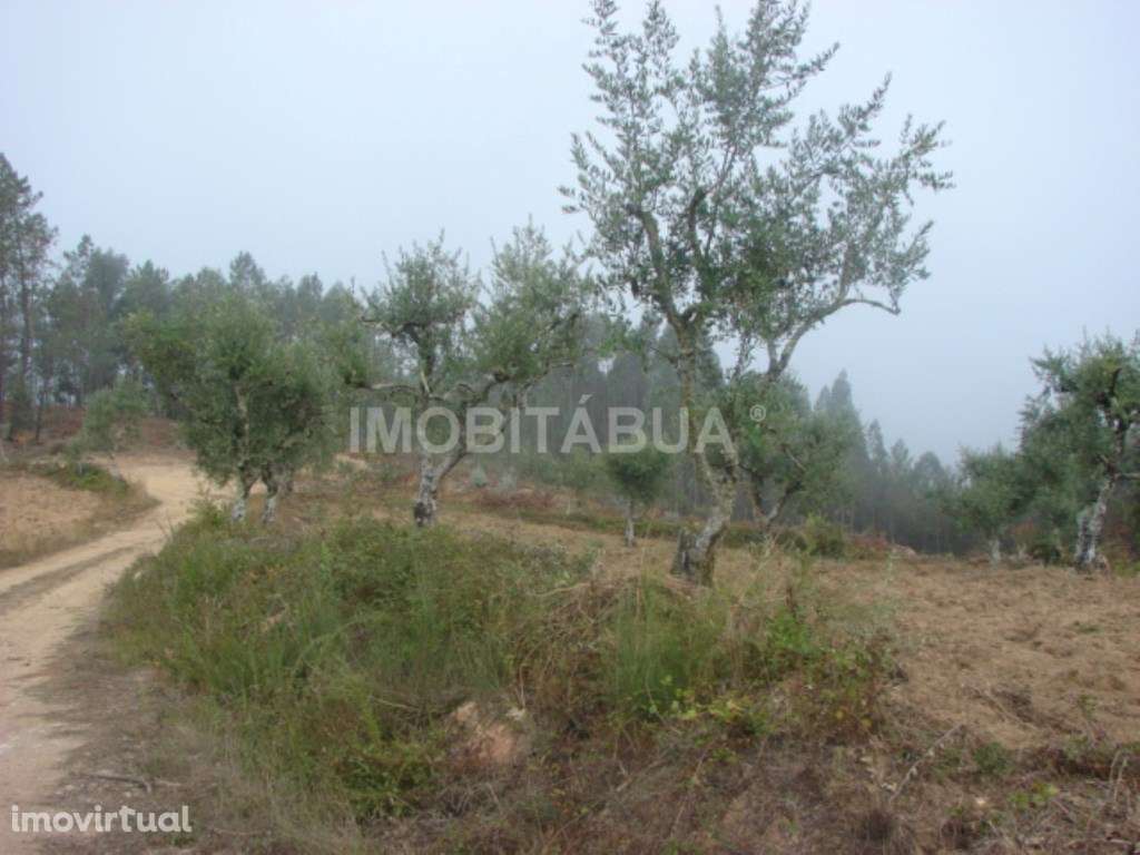 Terreno relativamente plano com uma ruína em pedra e oliveiras - Grande imagem: 2/5