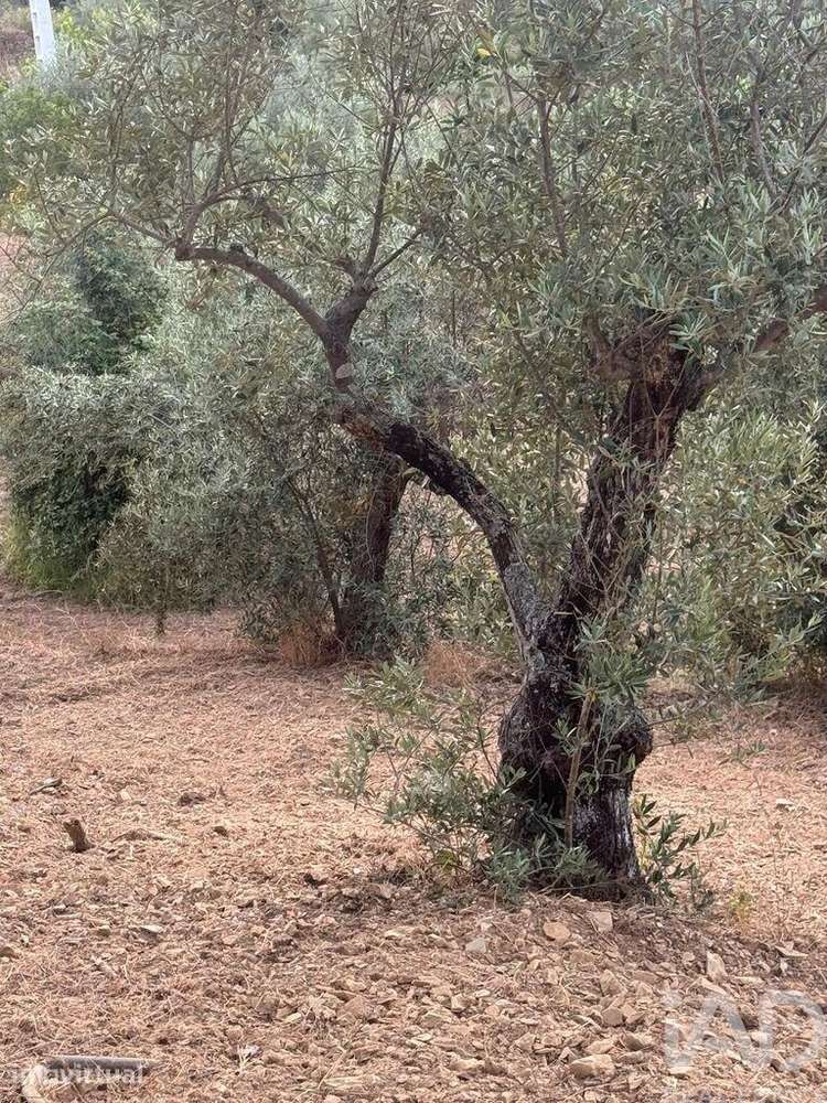 Terreno Agrícola em Sobreira Formosa e Alvito da Beira - Grande imagem: 3/34