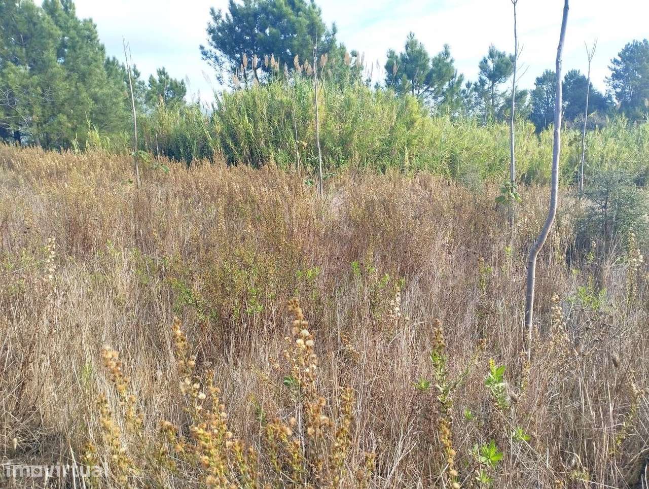 Terreno em Cabanas do Chão com 50280 m2 - Grande imagem: 3/6