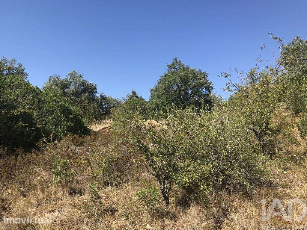Terreno Agrícola em Além da Ribeira e Pedreira - Grande imagem: 2/38