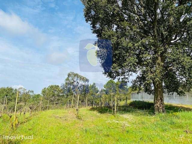 Vinha na Ramalhosa - Alvorninha - Grande imagem: 3/7