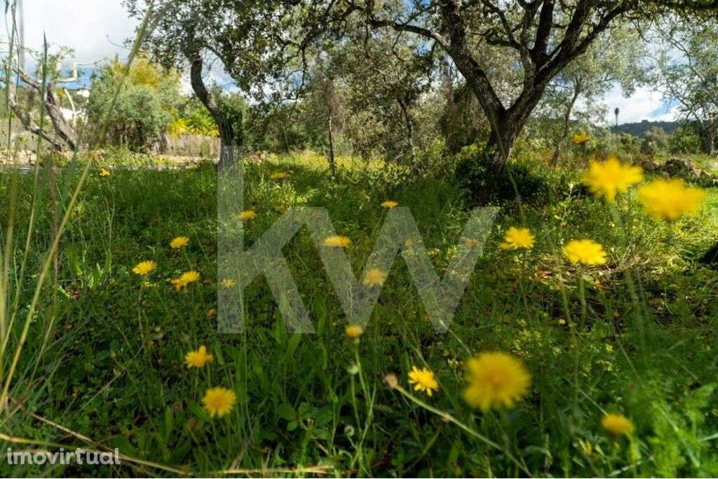 Terreno agrícola com saneamento básico a passar na confrontação com es - Grande imagem: 5/50