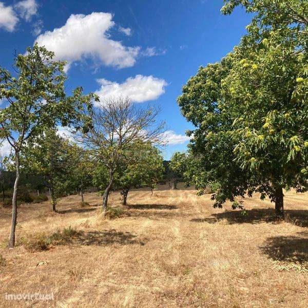 Terreno Agrícola em Pinela, Bragança - Grande imagem: 2/10
