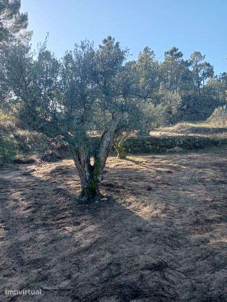 Terreno agrícola - Grande imagem: 3/12
