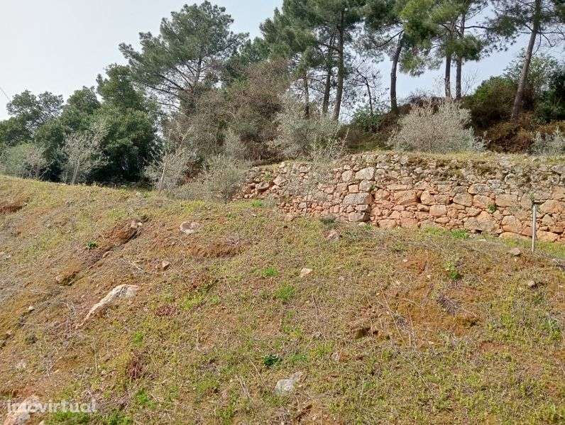 Terreno agrícola - Grande imagem: 4/7