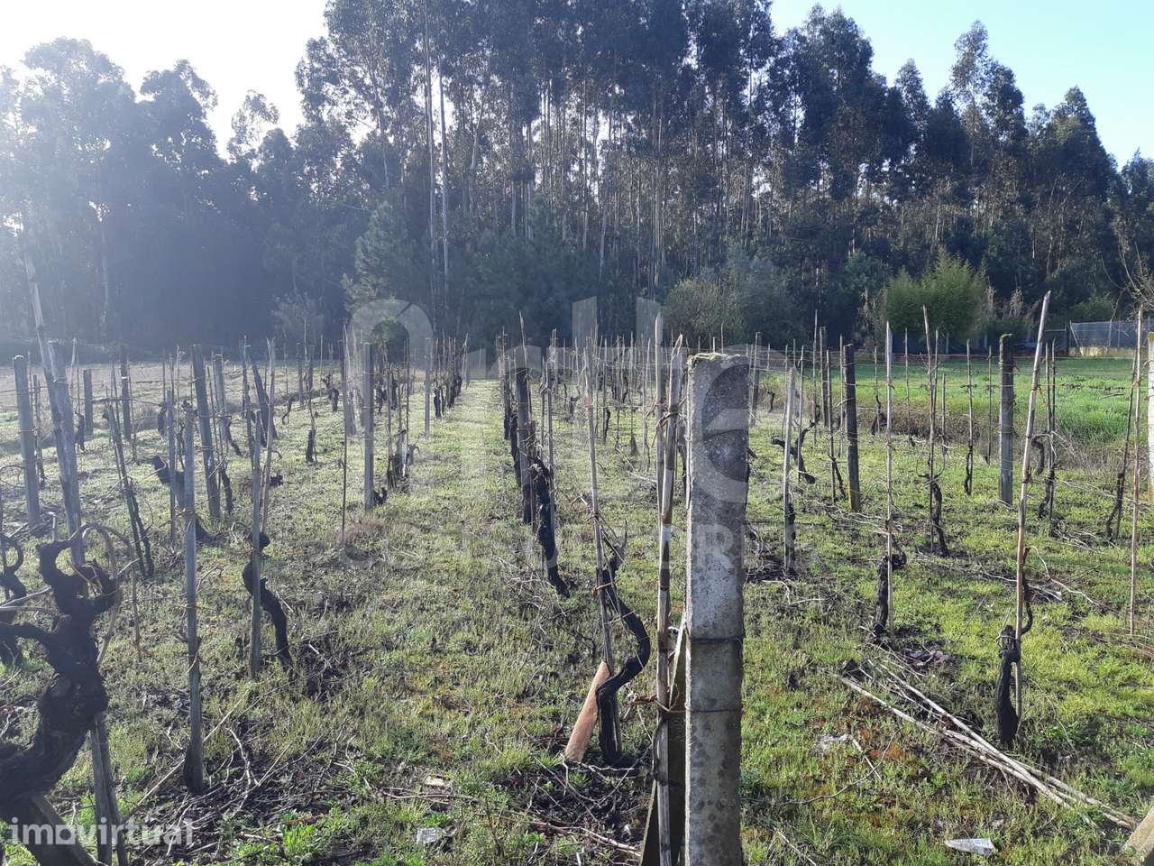 Terreno  Venda em Oliveira do Bairro,Oliveira do Bairro - Grande imagem: 4/4