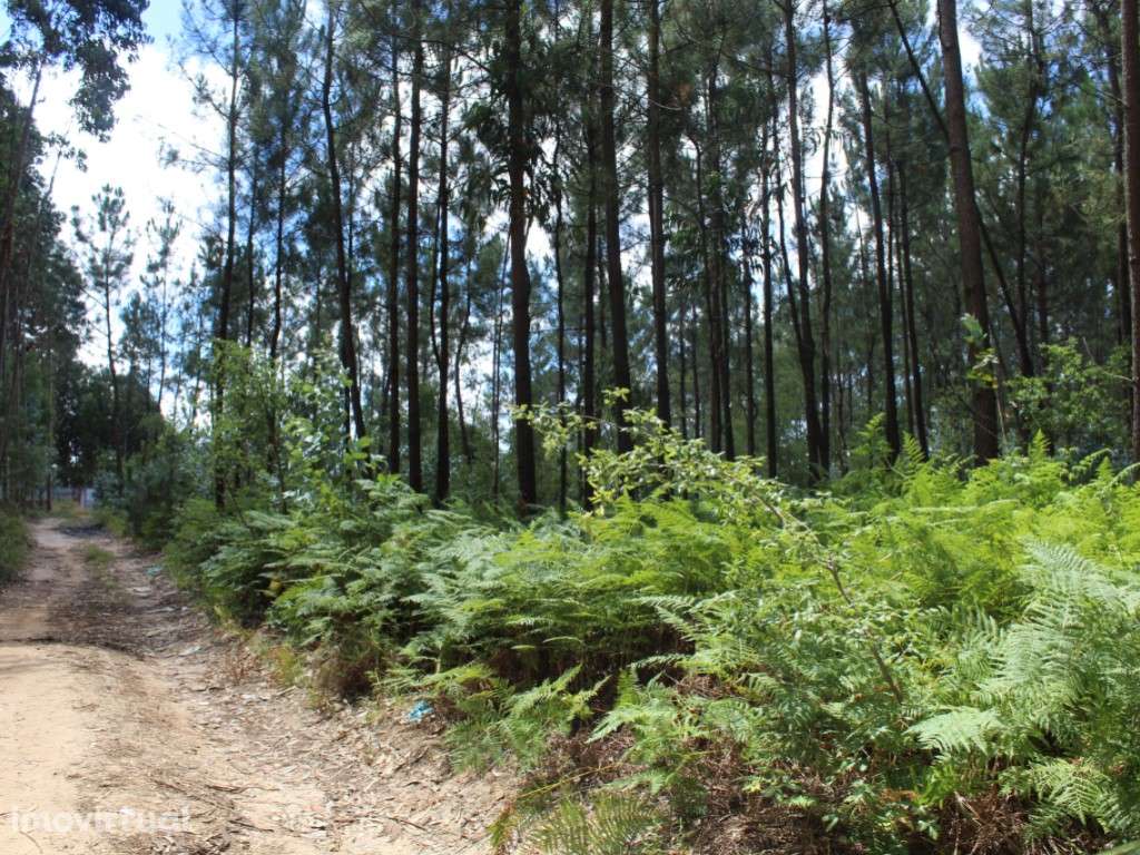 Terreno c/ 10712m2 - Grande imagem: 5/8