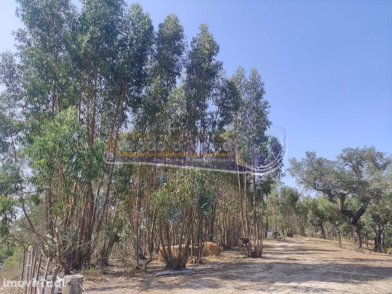 Monte Alentejano em Mora (MOR037) - Grande imagem: 3/32