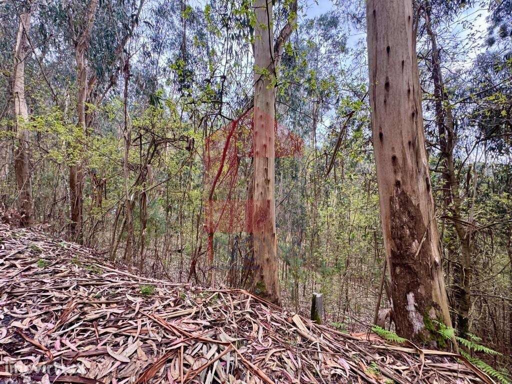 Terreno florestal, Vila Verde - Grande imagem: 2/21