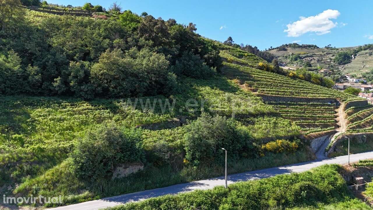 Terreno / Mesão Frio, Barqueiros - Grande imagem: 5/20