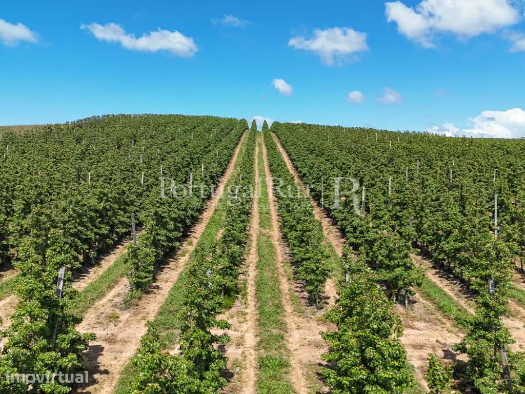 Exploração Agrícola com 37 ha e produção de Pera Rocha no Cadaval - Grande imagem: 4/47