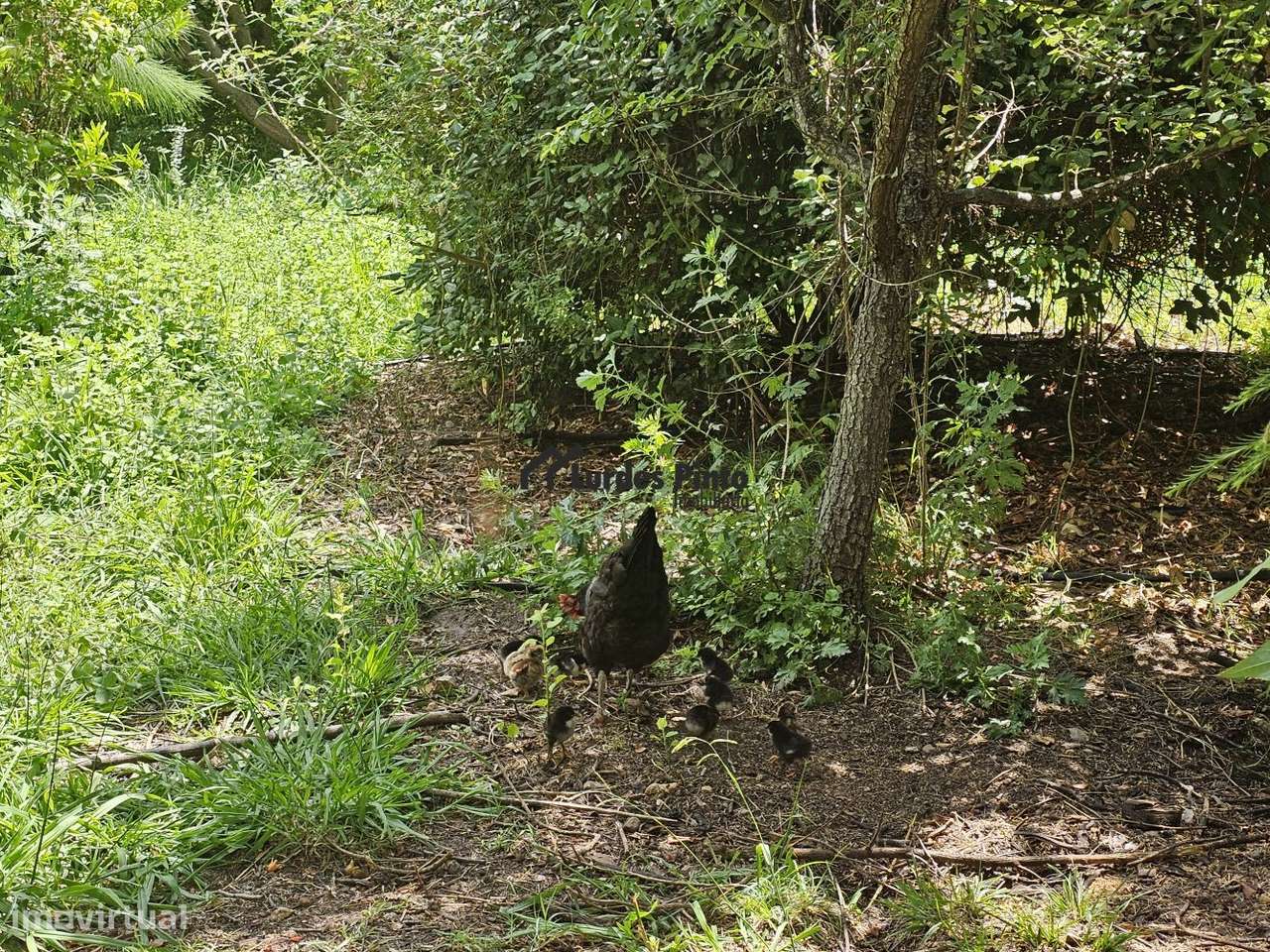 Quinta com habitação-27