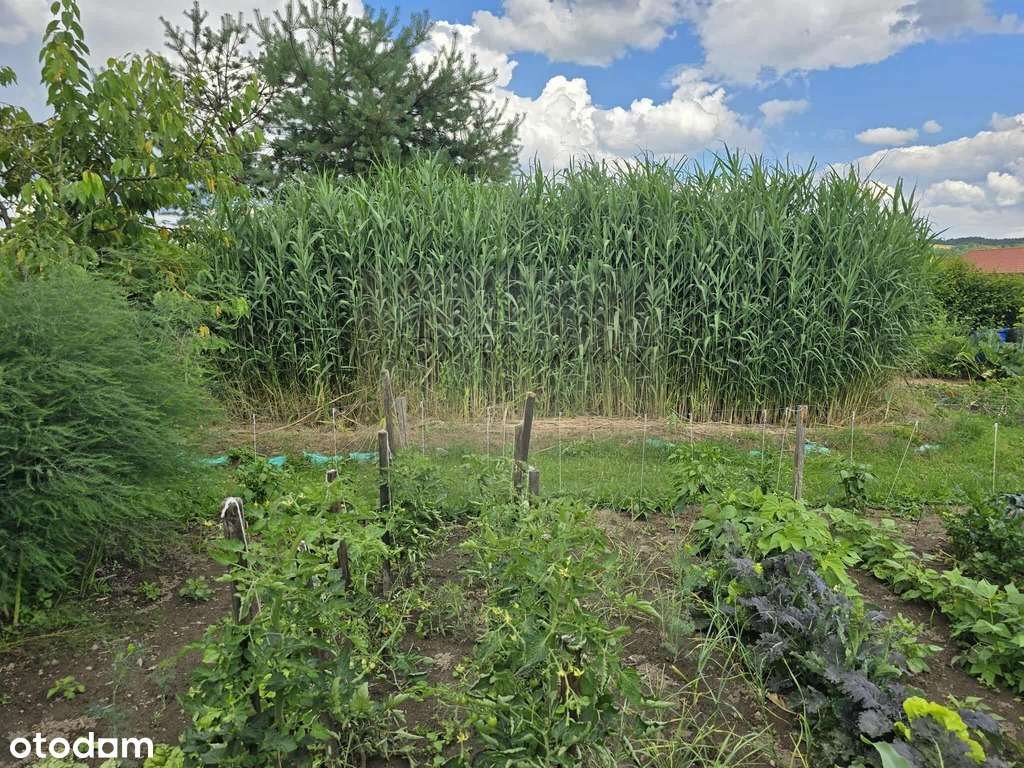 dom z dużą działką-3