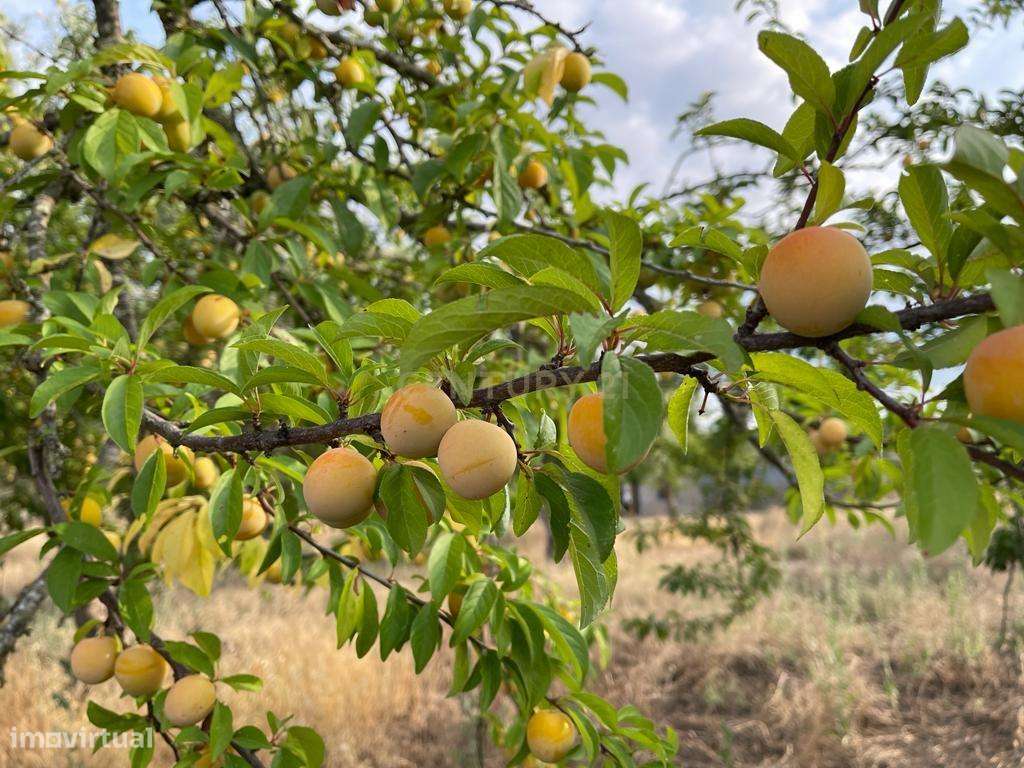 Excelente Terreno em Santa Eulalia/Elvas-5