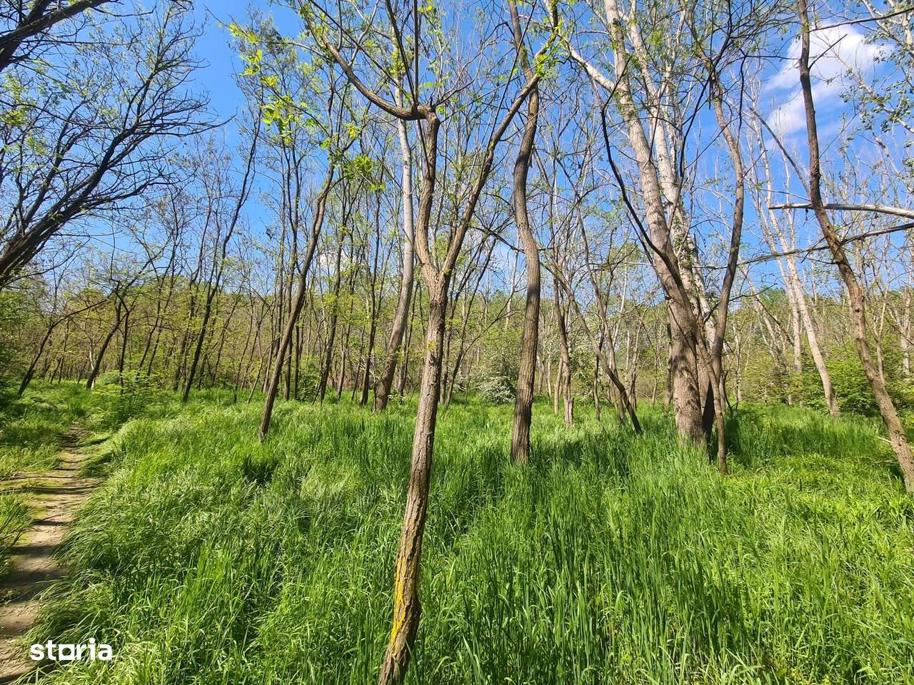 Teren de vanzare / Dem Radulescu-2