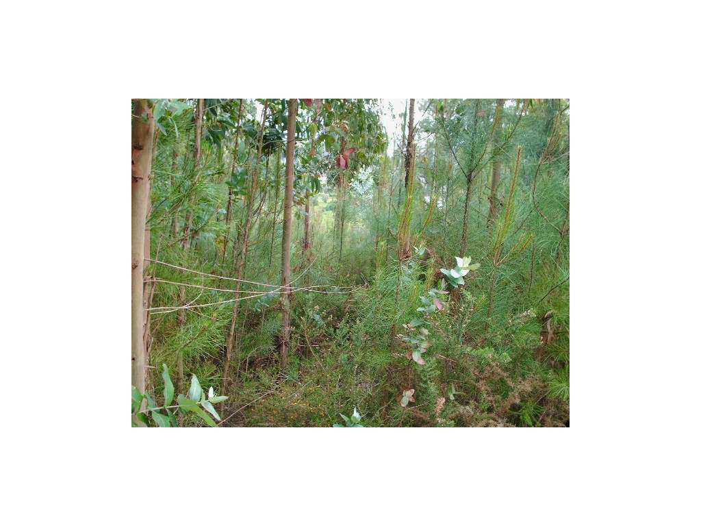 Terreno em Gondufe- Ponte de Lima - Grande imagem: 5/6