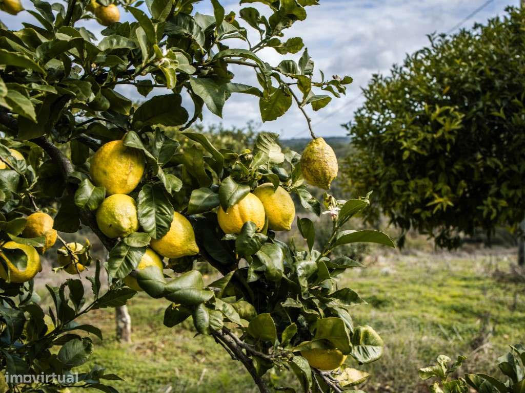 ** Fantástico Monte Alentejano com 50.000m2 Próximo a Maravilhosa C...-37