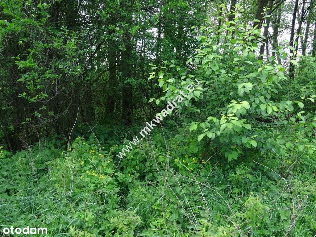 ⭐⭐⭐⭐⭐ Dwie działki 1900 + 3600m2 ⭐⭐⭐⭐⭐ - Pełny obrazek: 5/6