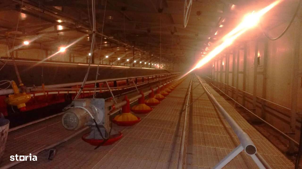 Ferma de gaini ouatoare in sistem free-range | 45.000 mp teren-4