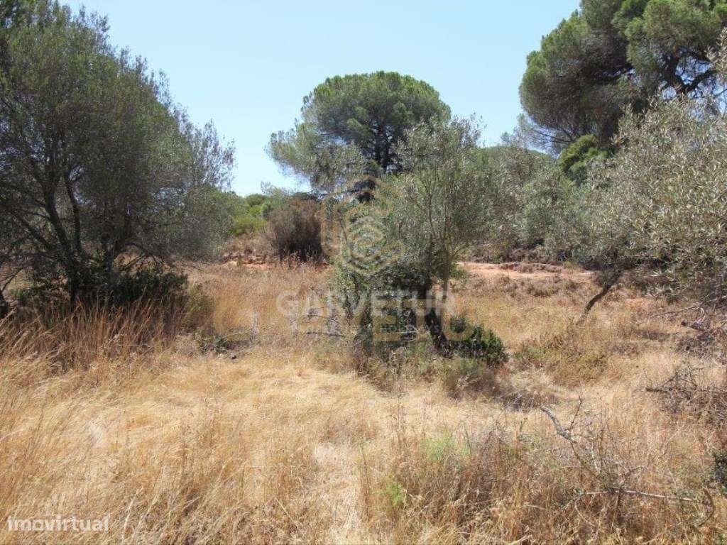 Terreno rústico, em zona agrícola, Albufeira, Algarve. - Grande imagem: 4/31