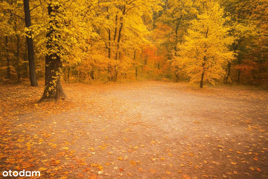 Działka budowlna, przygotowany teren pod budowe - Pełny obrazek: 1/4