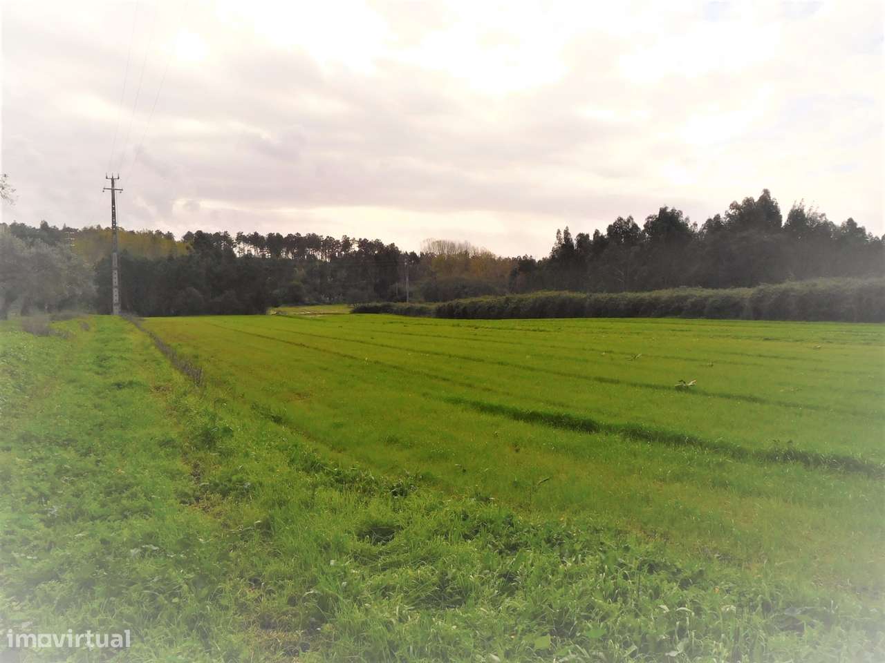 Terreno para construção com 4990m2  / Pinheiros / Leiria - Grande imagem: 3/7