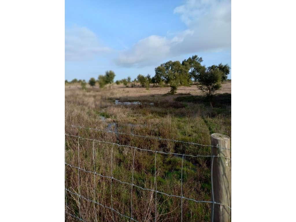 Terreno rústico em Grândola-5