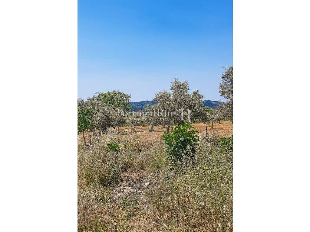 Quintinha com 2ha com casa para recuperar em Portalegre - Grande imagem: 2/17