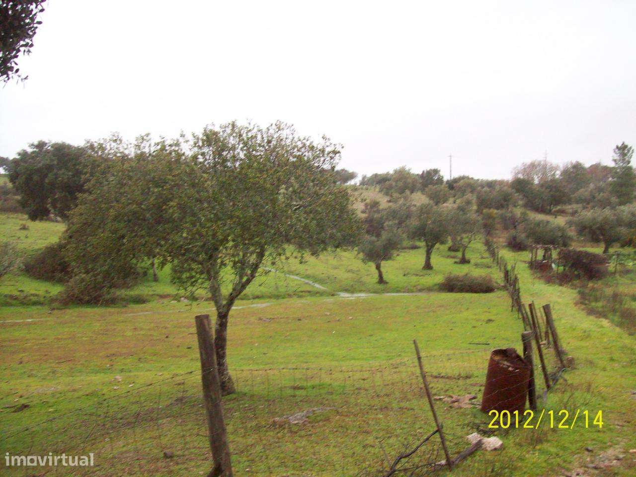 Herdade do Monte da Pedra.-14