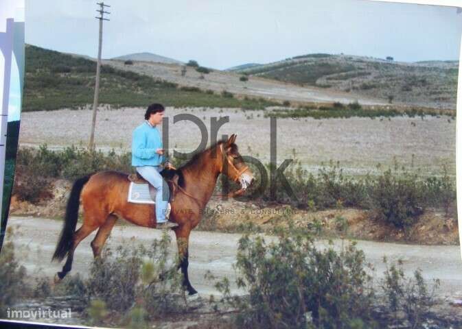 Herdade Montinho do Pascoal-20