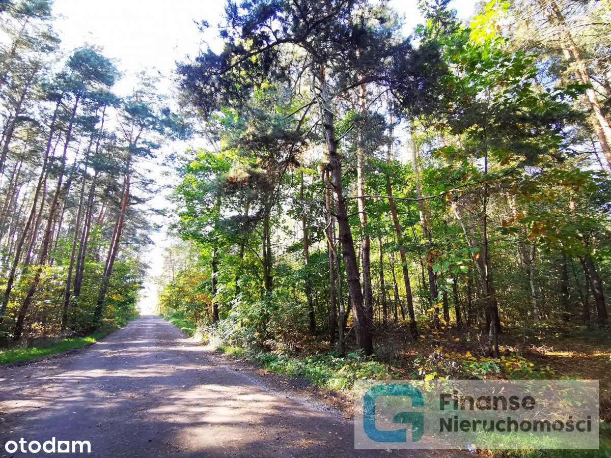 Działka leśna w Pukininie/Rawa Mazowiecka - Pełny obrazek: 5/6