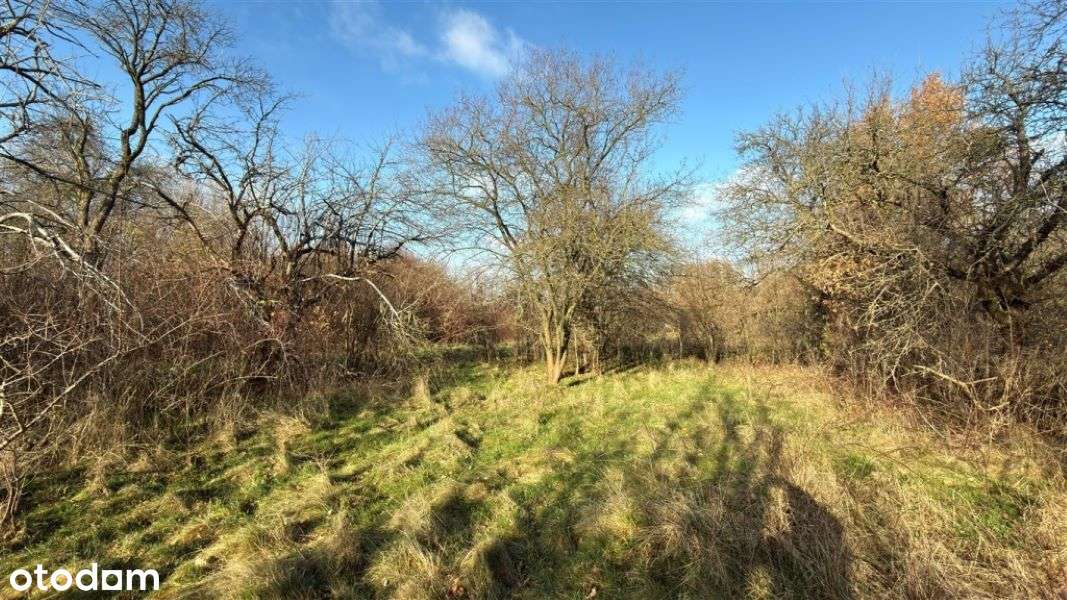 Wilkowiecko, działka budowlano - rolna 2,6 ha, szerokość 94 m - Pełny obrazek: 5/15