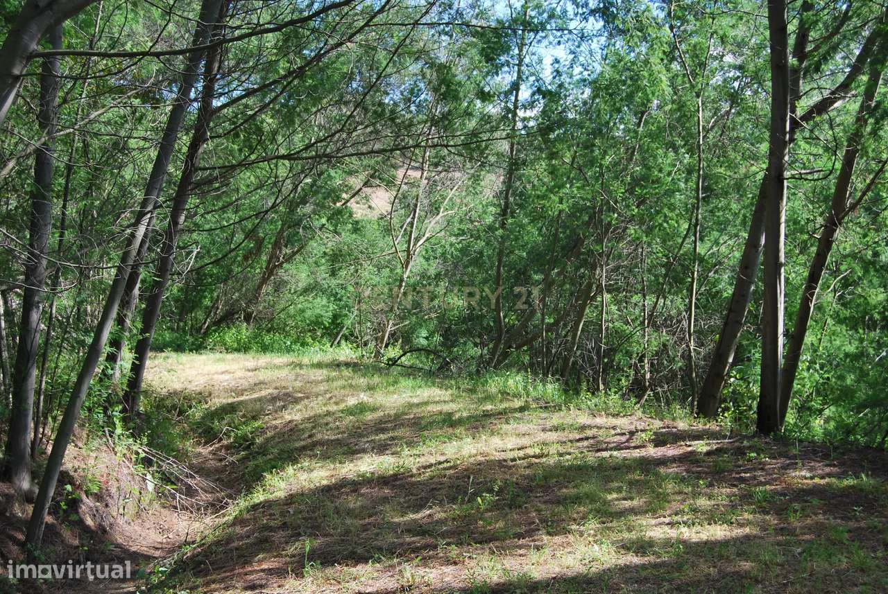 Terreno rústico 28200m2 em Vale do Junco, Chamusca, Golegã-31