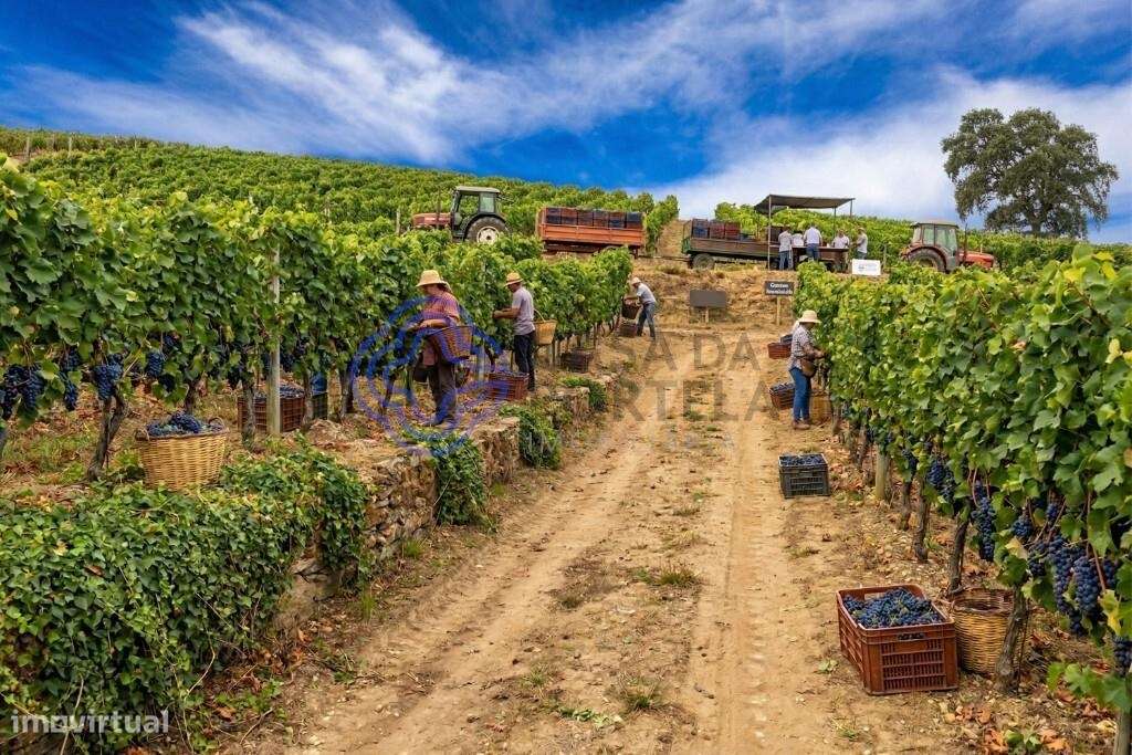 Quinta de Sequeiros em Sande, Lamego - Grande imagem: 3/23