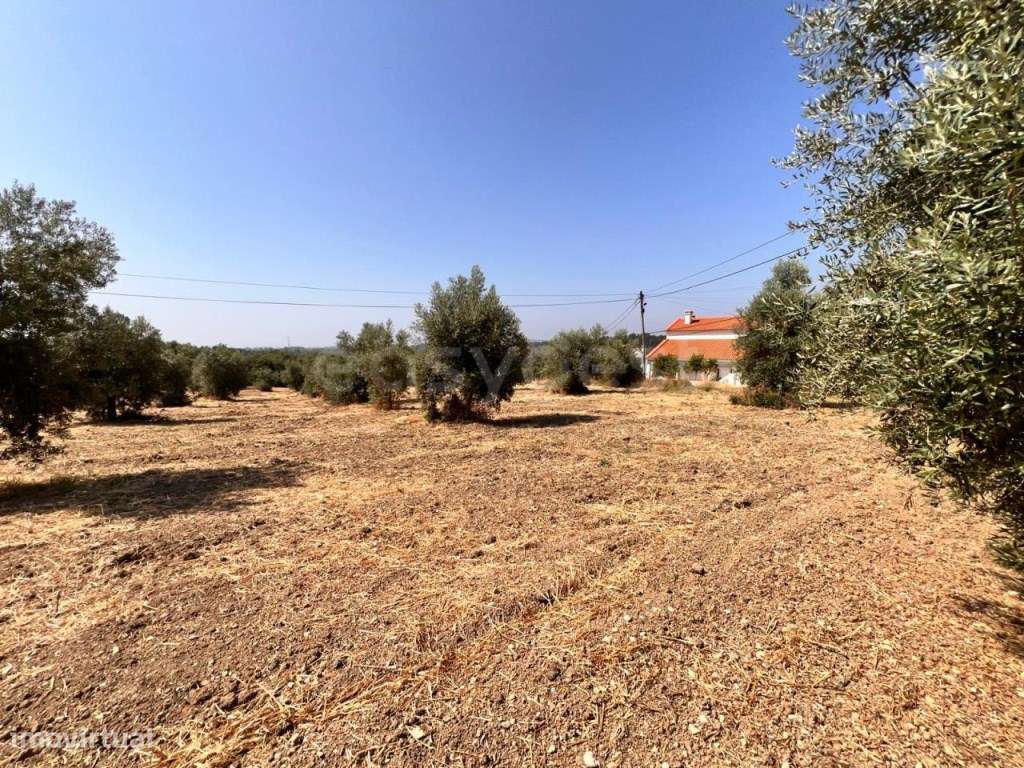 Terreno com possibilidade de construção perto do Entroncamento - Grande imagem: 4/10