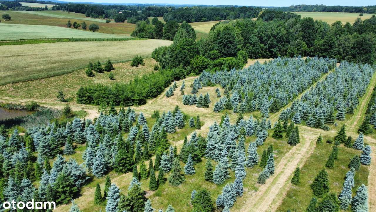 Działka, 61 800 m², Gryfów Śląski-1