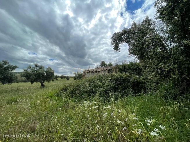 Terreno/Olival  de 11.700 m2 , com Casa para recuperar,  Olival tradic-9