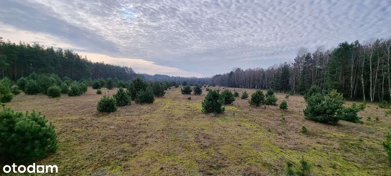 17 działek Rynarzewo ul. Wybudowanie las, spokój, cisza-7