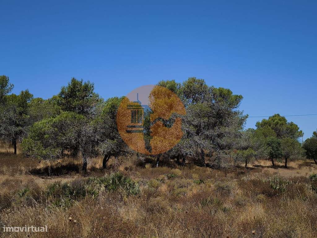 TERRENO RUSTICO COM 22.520 M2 - PLANO - COM SOBREIROS - POSSIBILIDA... - Grande imagem: 5/25