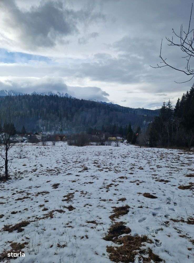 Teren intravilan 1.200 mp Malu Ursului - Predeal - Imagine principală: 3/7