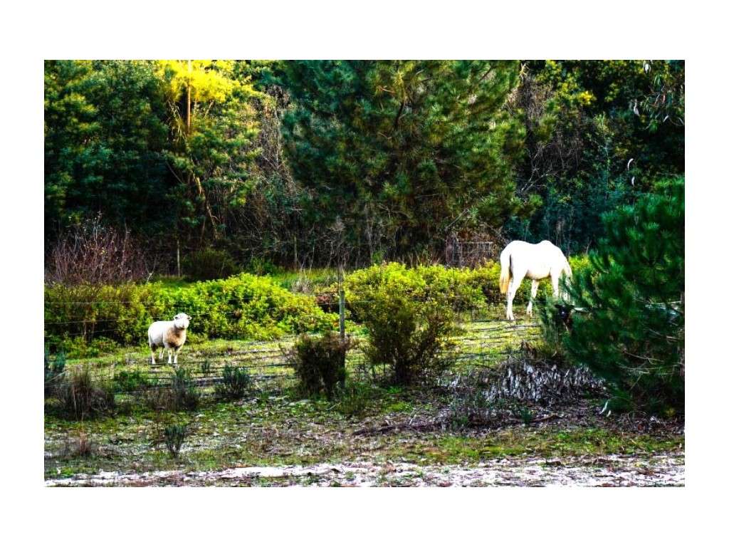 Monte Alentejano com 8,2 Hectares - Um Paraíso de Natureza e Sereni...-34