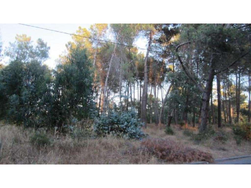 Terreno Urbano com 230,11 m2 para construção em Pinhal de Negreiros - Grande imagem: 2/4