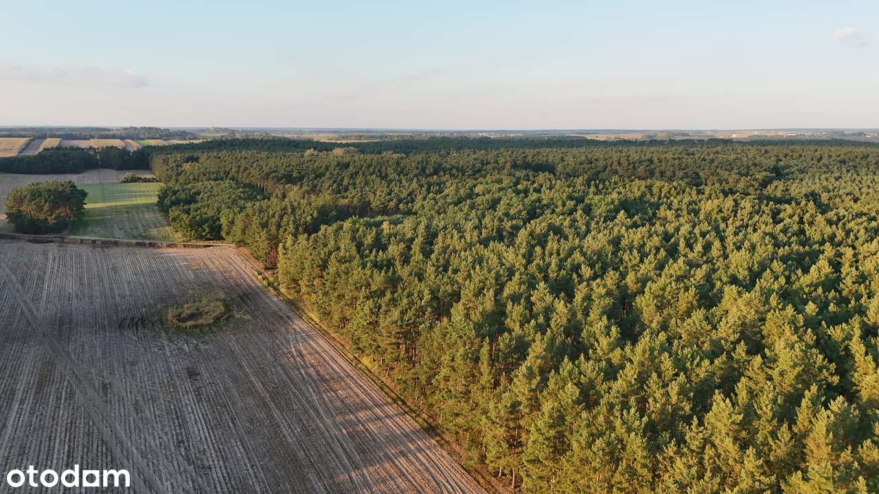Działka leśna na sprzedaż w Żelaznie - Pełny obrazek: 4/5