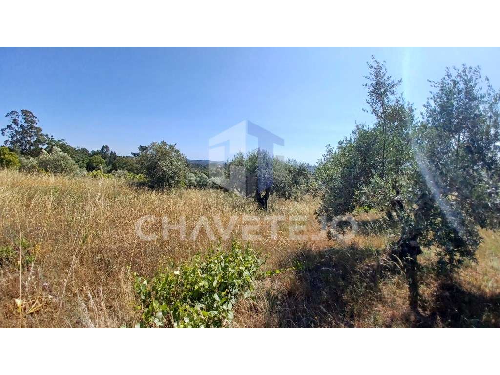 Terreno para construção com 976 m2, a 7km da Cidade de Tomar. - Grande imagem: 3/10