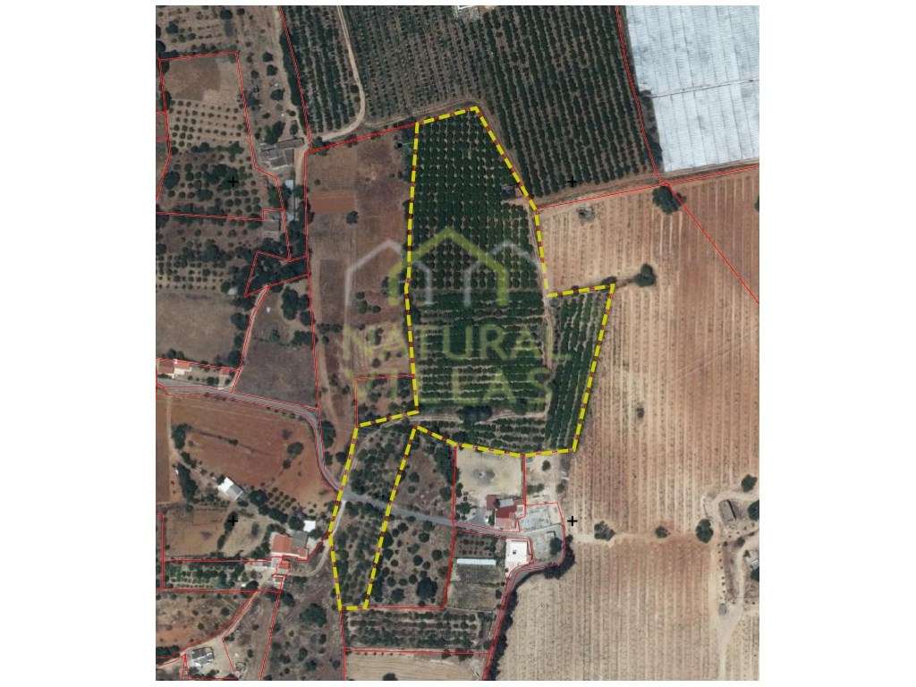 Terreno com Pomar de Laranjeiras em Conceição de Faro - Grande imagem: 4/4